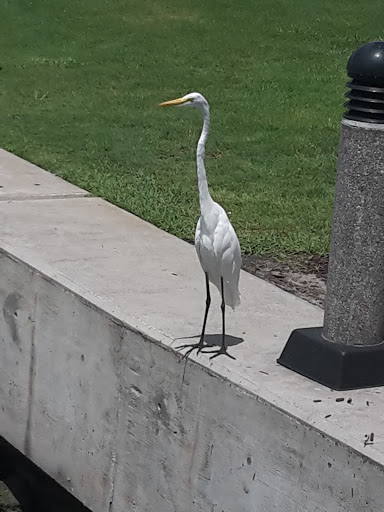 Park «Coachman Park», reviews and photos, 301 Drew St, Clearwater, FL 33755, USA