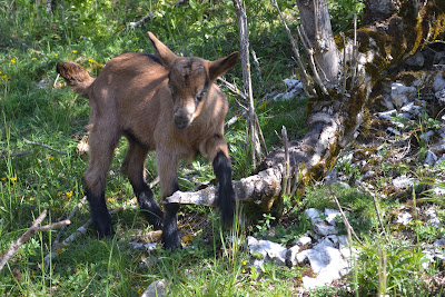 La Chèvrerie du Châtelard à Autrans-Méaudre en Vercors