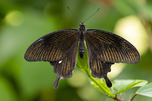 Tourist Attraction «The Butterfly House», reviews and photos, 15193 Olive Blvd, Chesterfield, MO 63017, USA