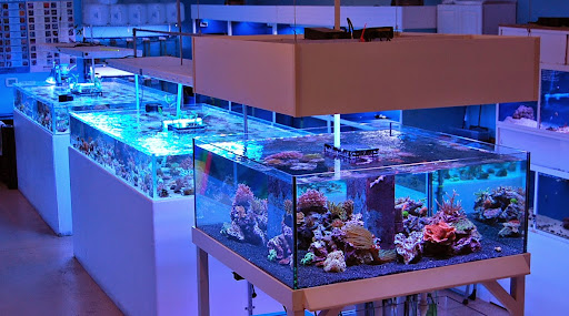 Tropical Fish Store «Blue Reef Aquatics», reviews and photos, 5960 Losee Rd, North Las Vegas, NV 89081, USA