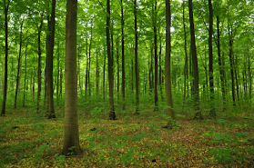 TFA Skov, Have og Park - Træfældning Amager