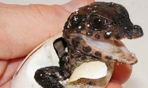 Pet Store «Zoo Creatures Pet Store», reviews and photos, 149 Plaistow Rd, Plaistow, NH 03865, USA