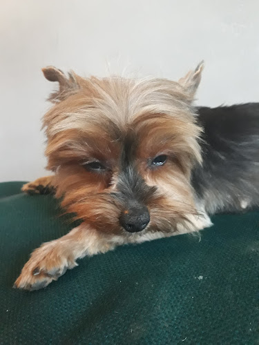 PELUMASCOTAS - PELUQUERIA CANINA Y PET SHOP