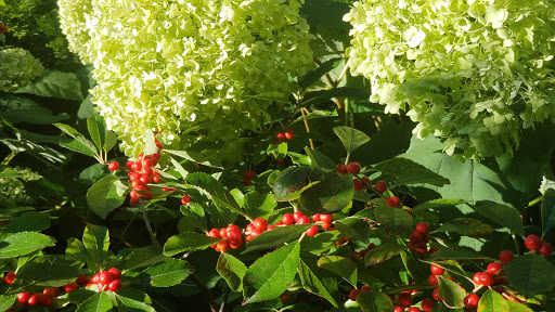 Performing Arts Theater «Wharton Center for Performing Arts», reviews and photos, 750 E Shaw Ln, East Lansing, MI 48824, USA