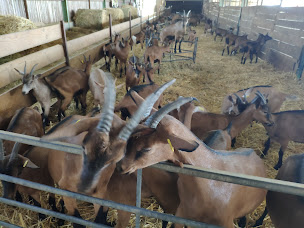 Photo n°3 de La Chèvrerie du Charmat à Ribagnac ()