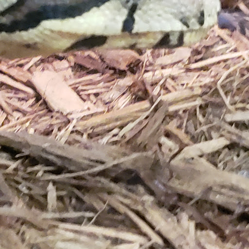 Pet Store «Critter Corner Pet Shop», reviews and photos, 1796 E Vaile Ave, Kokomo, IN 46901, USA