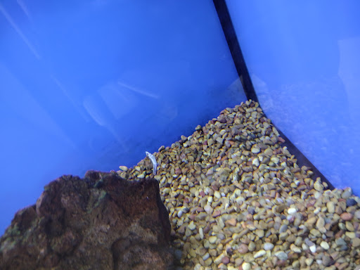 Pet Supply Store «Petco Animal Supplies», reviews and photos, 5975 20th St, Vero Beach, FL 32966, USA