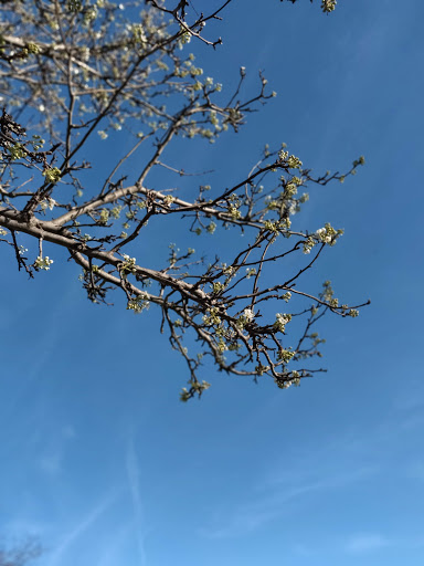 Tourist Attraction «The Chairy Orchard», reviews and photos, 1426 Churchill Dr, Denton, TX 76209, USA