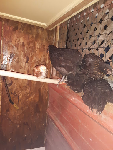 Home Improvement Store «L & M Supply», reviews and photos, 1400 S Pokegama Ave, Grand Rapids, MN 55744, USA