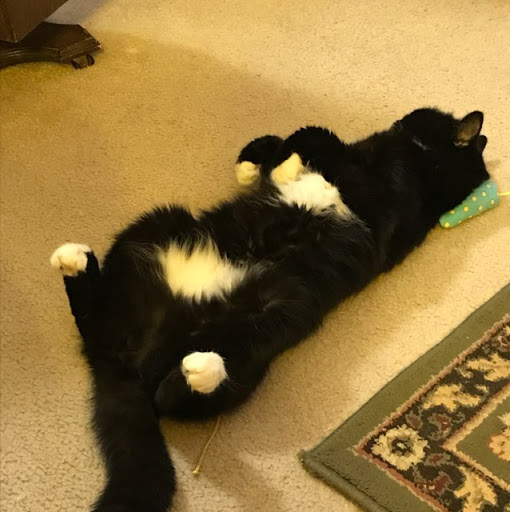 Pet Supply Store «Pet Pros Sunnyside in Clackamas», reviews and photos, 12040 SE Sunnyside Rd, Clackamas, OR 97015, USA