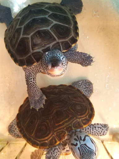 Pet Store «Fins and Skins», reviews and photos, 8451 49th St N, Pinellas Park, FL 33781, USA