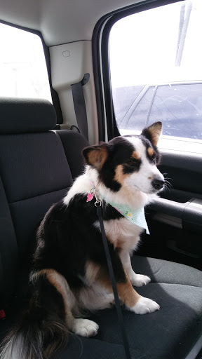 Pet Groomer «Pretty Paws Salon & Spa», reviews and photos, 604 S 77 Sunshine Strip, Harlingen, TX 78550, USA