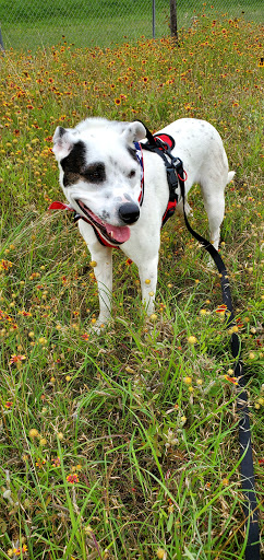 Park «Chapman Park», reviews and photos, 1803 Alexander Dr, Waxahachie, TX 75165, USA