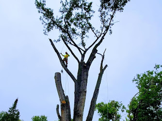 Absolute Tree Removal