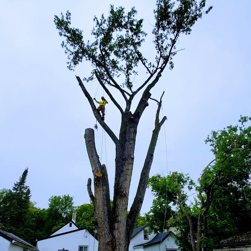 Absolute Tree Removal