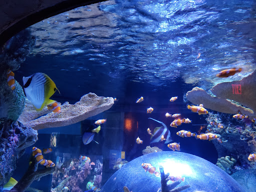 Aquarium «SEA LIFE Minnesota Aquarium», reviews and photos, 120 E Broadway, Bloomington, MN 55425, USA