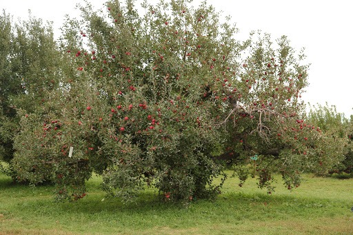 Orchard «Tuttle Orchards», reviews and photos, 5717 N 300 W, Greenfield, IN 46140, USA