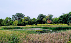 Wetlands Park East