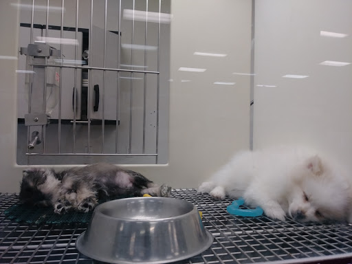 Pet Store «Petland Vineyard - San Antonio», reviews and photos, 1309 North Loop 1604 W #101, San Antonio, TX 78258, USA