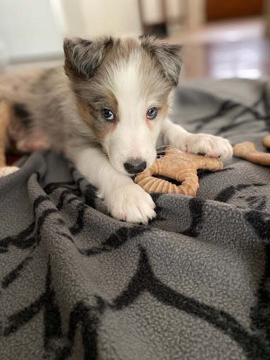 Pet Supply Store «Petropolis Camarillo», reviews and photos, 5800 Santa Rosa Rd Suite 144, Camarillo, CA 93010, USA