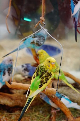 Pet Supply Store «Panhandle Pet Supply», reviews and photos, 3661 N Monroe St, Tallahassee, FL 32303, USA