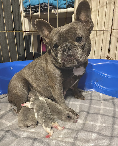 Animal Health Center Hospital & Clinic image