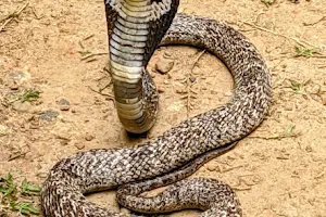 Snake Farm Weligama (Traditional Farm) image