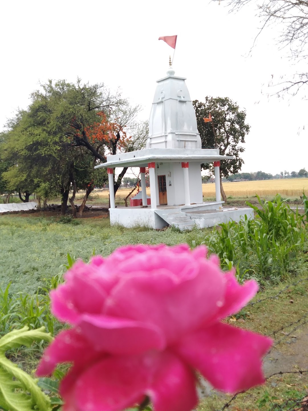 राठौड़ क्रषिफार्म ठि. मानपूरा