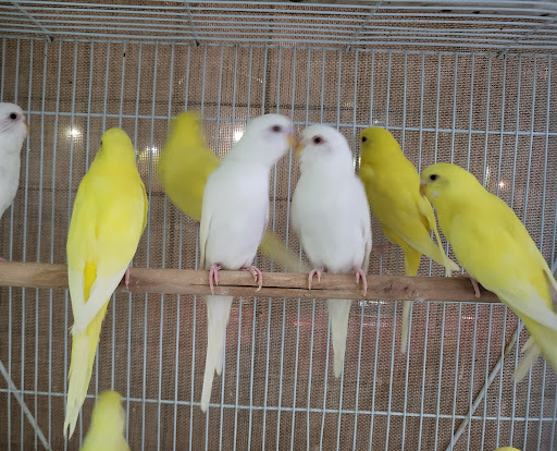 Pet Store «Louis Birds Pets & Supplies», reviews and photos, 80 Keyes St, San Jose, CA 95122, USA