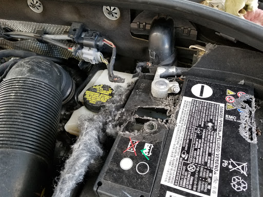 Auto Parts Store «AutoZone», reviews and photos, 2935 McDermott Rd, Plano, TX 75025, USA