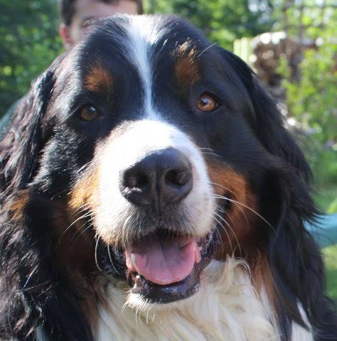 Big River Veterinary Service image