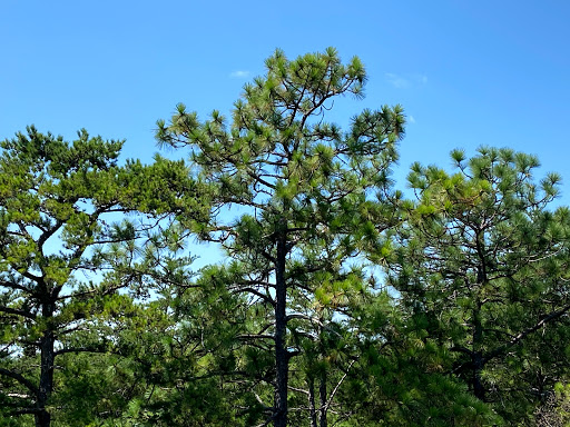 Public Golf Course «Aroostook Golf Course», reviews and photos, 1501 Dozier Rd, Montgomery, AL 36117, USA