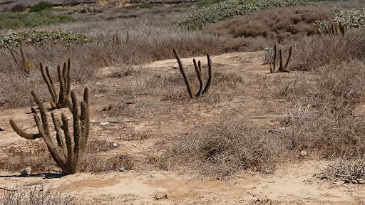 National Park «Point Loma Tide Pools», reviews and photos, 1800 Cabrillo Memorial Drive, San Diego, CA 92106, USA