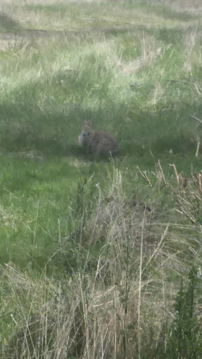 Park «Celebration Park», reviews and photos, 1095 S 324th St, Federal Way, WA 98003, USA