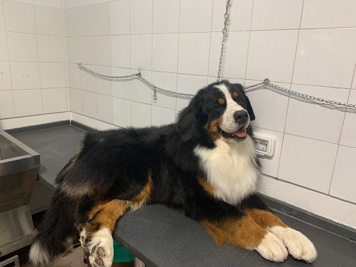 Pensioni per cani e dog hotel a ALLY TOELETTATURA CANI