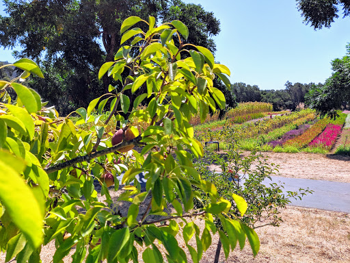 Farm «Oak Hill Farm», reviews and photos, 15101 CA-12, Glen Ellen, CA 95442, USA