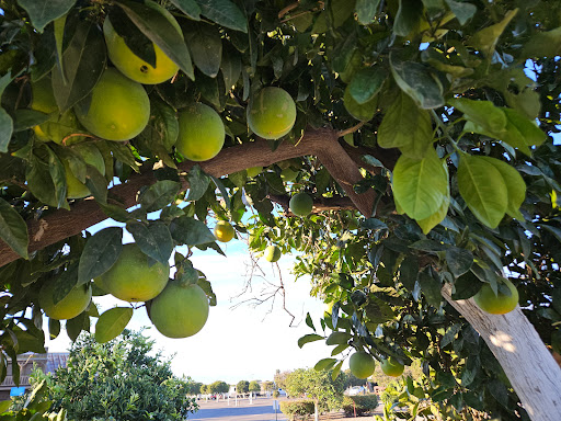 Orange Grove RV Park & Resort image