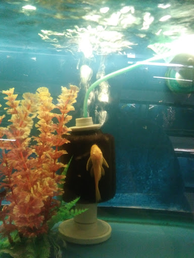 Pet Store «Fish Bowl Aquarium & Pet Mart», reviews and photos, 425 Pleasant St # 21, Fall River, MA 02721, USA