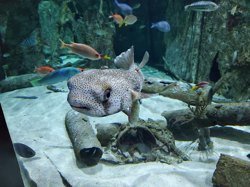 Aquarium «North Carolina Aquarium at Pine Knoll Shores», reviews and photos, 1 Roosevelt Blvd, Pine Knoll Shores, NC 28512, USA