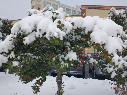 Shopping Mall «Carrollton Shopping Center», reviews and photos, 8474 Annapolis Rd, New Carrollton, MD 20784, USA