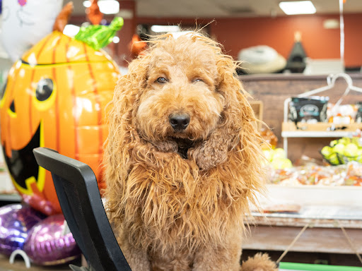 Pet Store «Petland», reviews and photos, 10289 Ulmerton Rd, Largo, FL 33771, USA