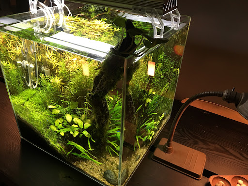 Hotel «Ace Hotel, Seattle», reviews and photos, 2423 1st Ave, Seattle, WA 98121, USA