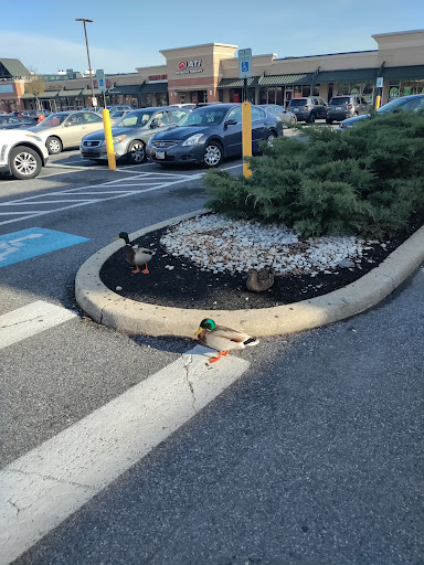 Supermarket «Shoppers», reviews and photos, 857 E Fort Ave, Baltimore, MD 21230, USA