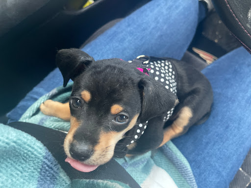 Animal Feed Store «All Pet Feed & Tack», reviews and photos, 25598 E Baseline St, San Bernardino, CA 92410, USA