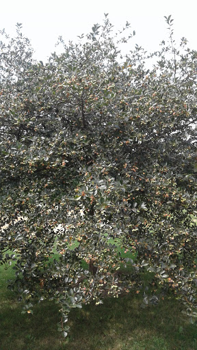 Park «Pasteur Park», reviews and photos, 5825 S Kostner Ave, Chicago, IL 60629, USA