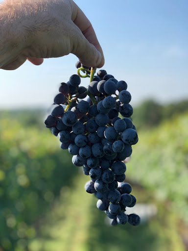 Vineyard «Catoctin Breeze Vineyard & Winery», reviews and photos, 15010 Roddy Rd, Thurmont, MD 21788, USA