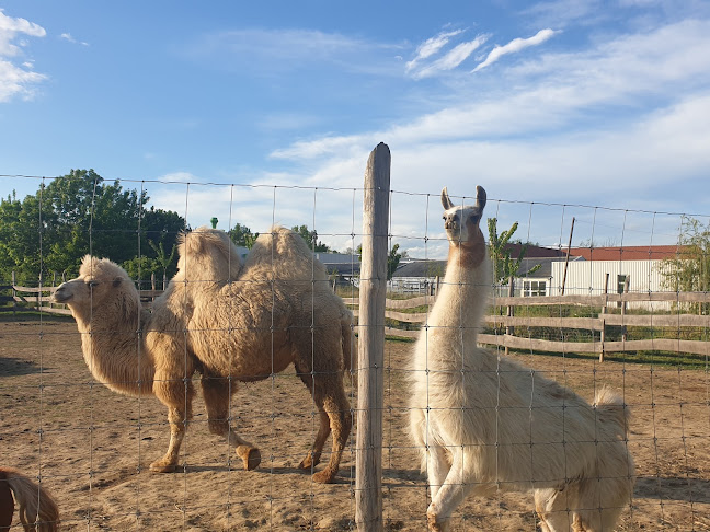 Értékelések erről a helyről: Kisfaludi Vadaspark - ZOO Kisfalud, Kisfalud - Hamburger