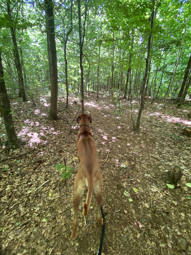 Billund hundeskov - Billund