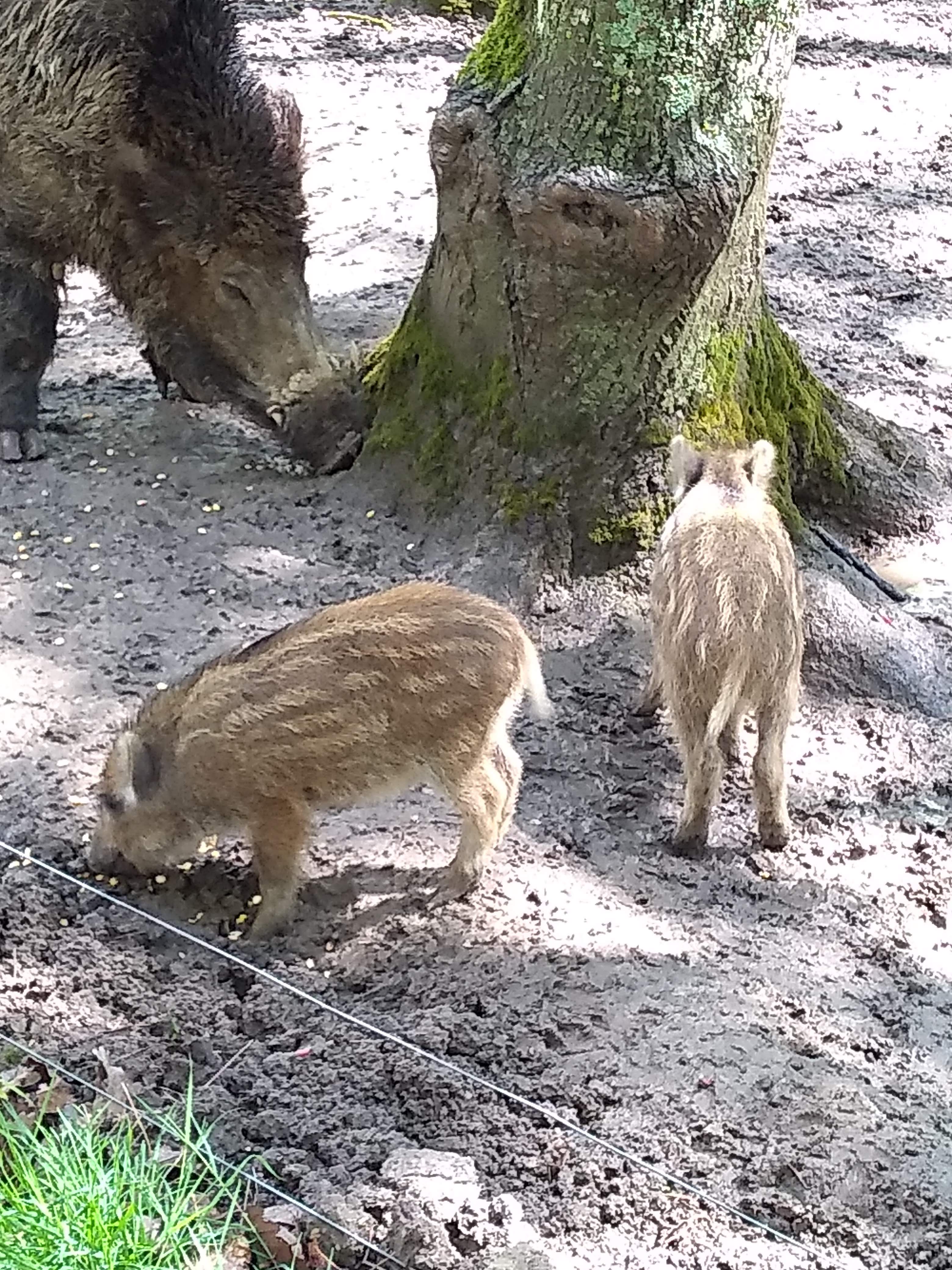 Photo n° 5 de l'avis de L..� fait le 25/04/2019 à 13:14