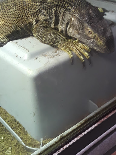 Pet Store «CUSTOM CREATURES PET SHOP», reviews and photos, 10727 N 19th Ave, Phoenix, AZ 85029, USA